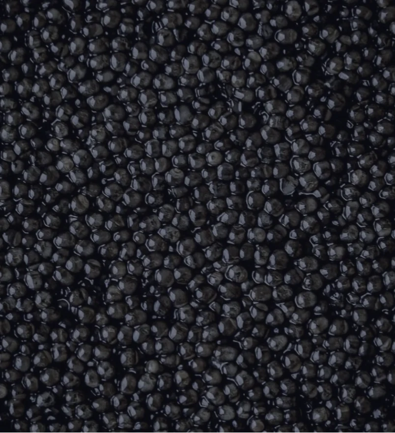 Sturia Baerii Classic Caviar